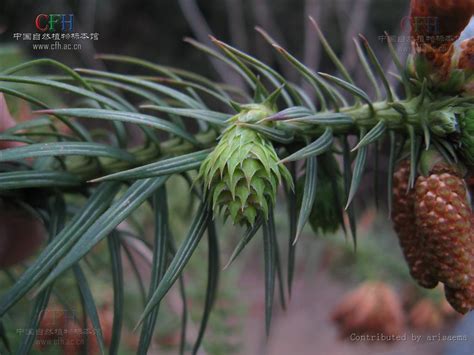 杉樹種類|杉樹(植物):形態特徵,地理分布,品種分類,種類,松杉,水杉,銀杉,禿杉…